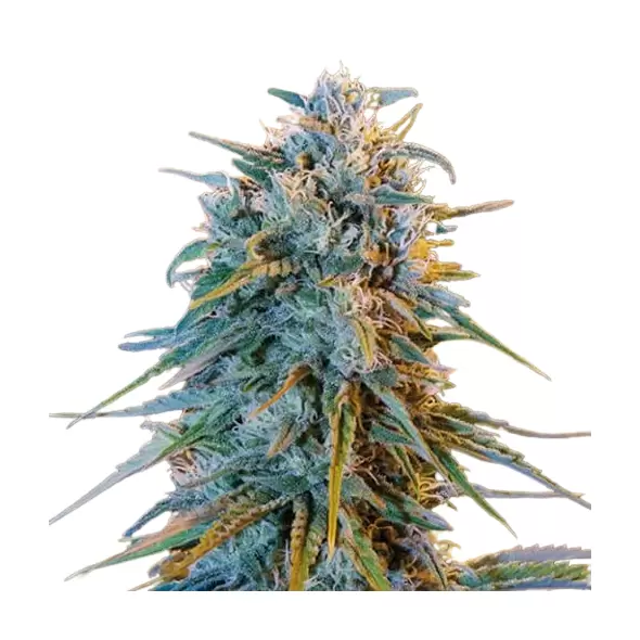 Blue Dream Autoflower - Platinum Seeds