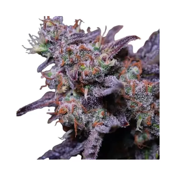 Blue Moon Rocks - Platinum Seeds