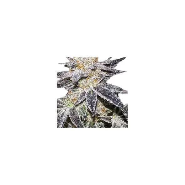 Sex Panther - Platinum Seeds