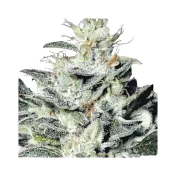 Strawberry Haze F1 Auto - Platinum Seeds