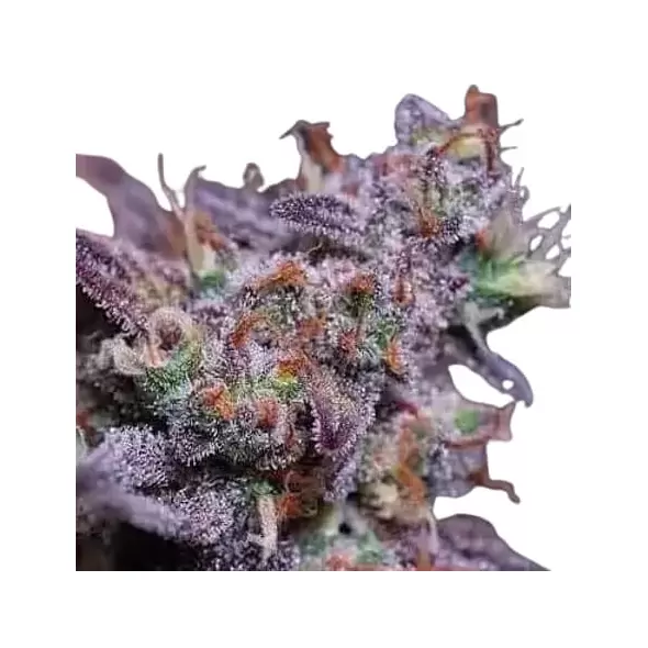 Blackberry Moonrocks Auto - Platinum Seeds