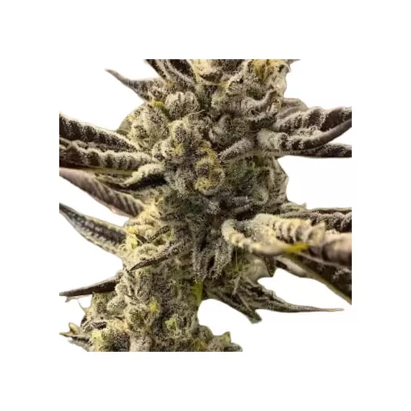 Bruce Banner Autoflower - Platinum Seeds