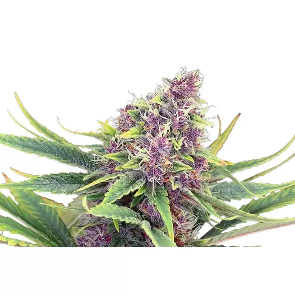 Purple Kush Autoflower - Platinum Seeds