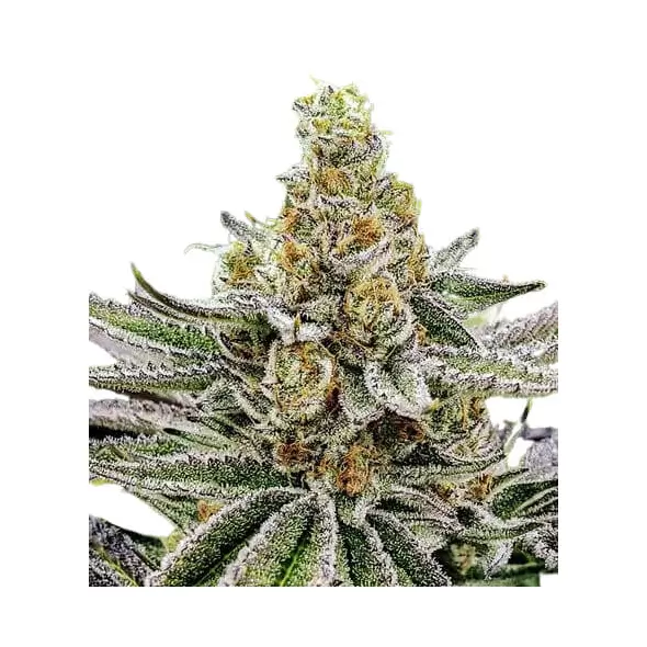 Peanut Butter Breath - Platinum Seeds