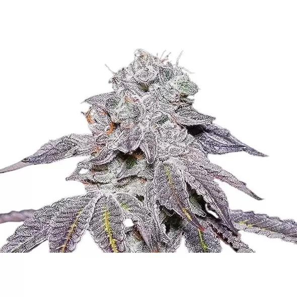 Kush Mintz - Platinum Seeds