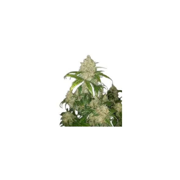 Zkittlez - Platinum Seeds