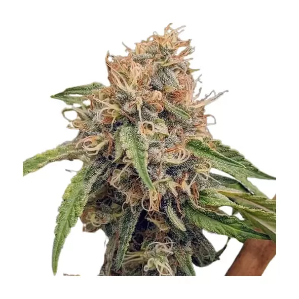 Alaskan Thunder Fuck - Platinum Seeds