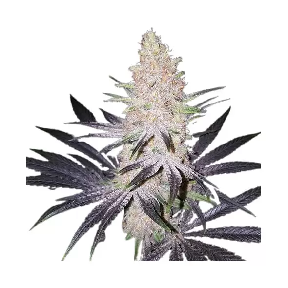 Terpwin Station x Terpwin Station S1 - Platinum Seeds