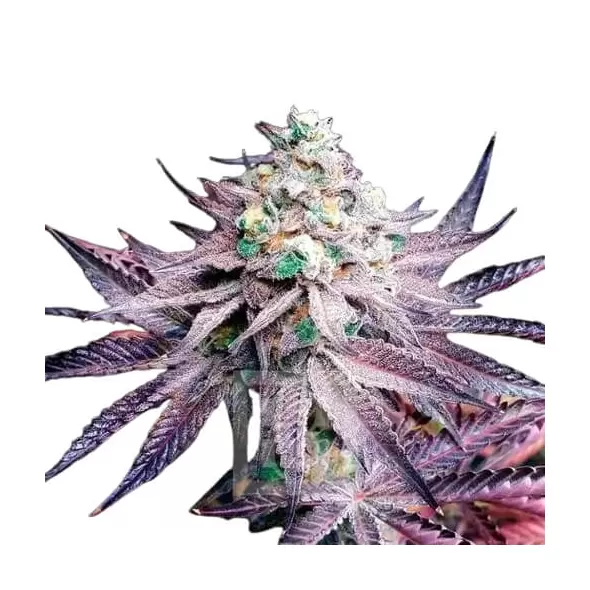 White Truffle - Platinum Seeds