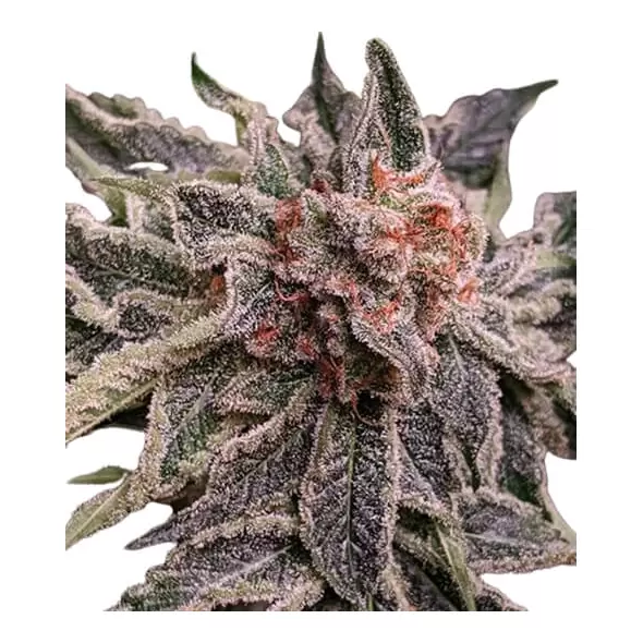 Mendocino Purple Kush - Platinum Seeds