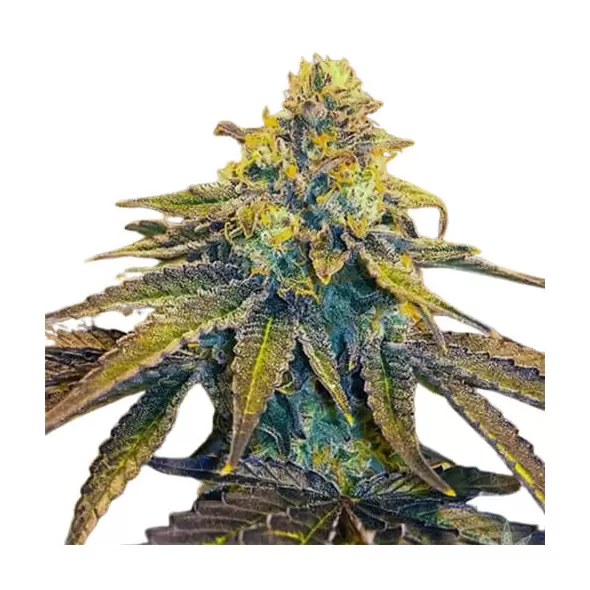 5 Alive - Platinum Seeds