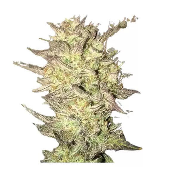 Fat Bastard Auto - Platinum Seeds