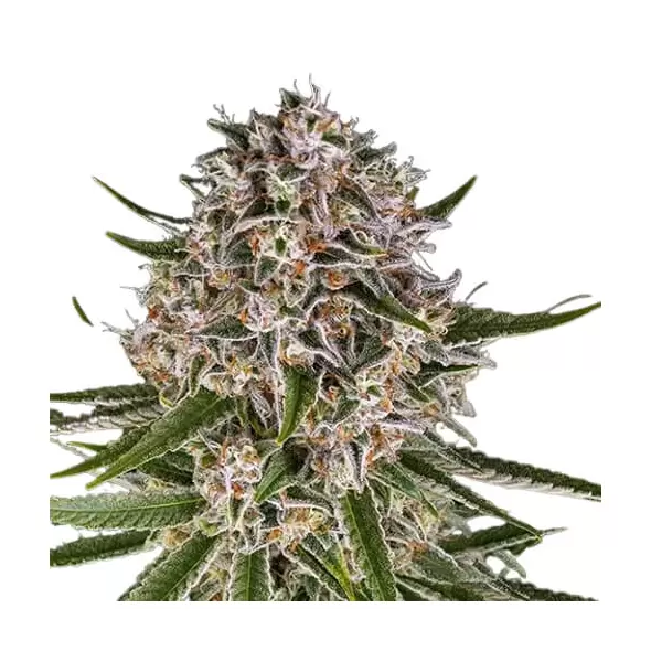 Lemon Haze F1 Auto - Platinum Seeds