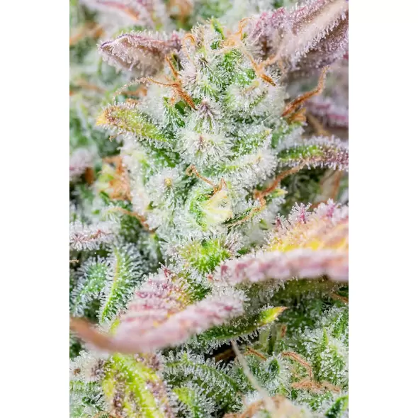 Trainwreck Auto - Platinum Seeds