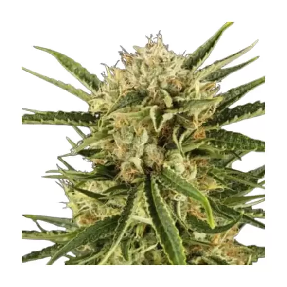 Durban Poison Autoflower - Platinum Seeds