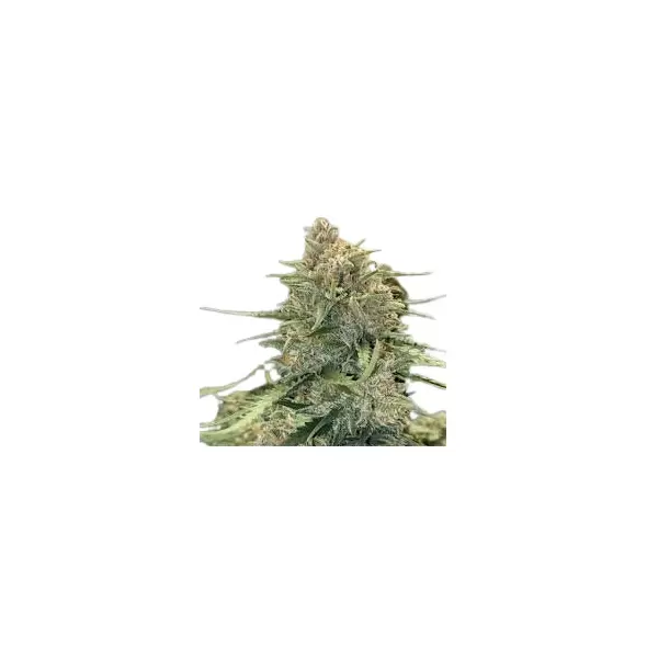 Sour Diesel Autoflower - Platinum Seeds