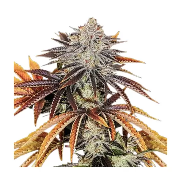 Alien Technology - Platinum Seeds