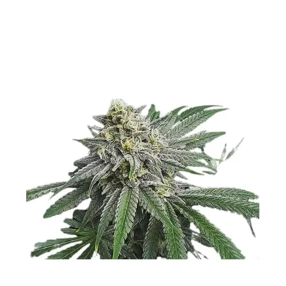 Strawberry Banana - Platinum Seeds