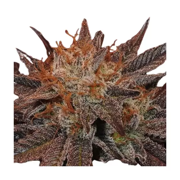 Betty White - Platinum Seeds