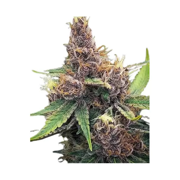 Purple Urkle - Platinum Seeds