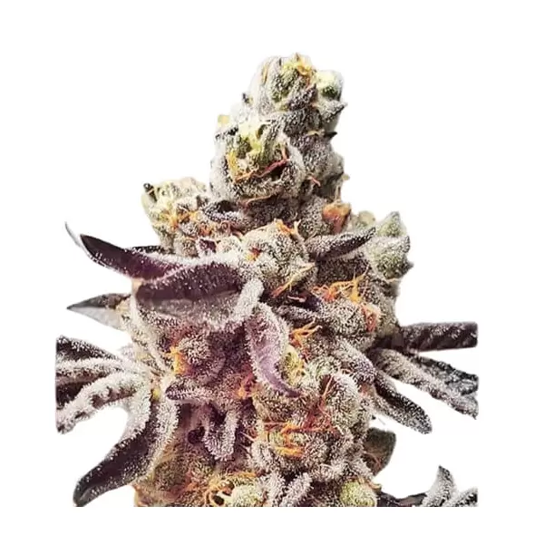 Purple Cookies - Platinum Seeds