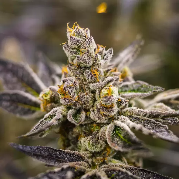 Do-Si-Dos - Platinum Seeds
