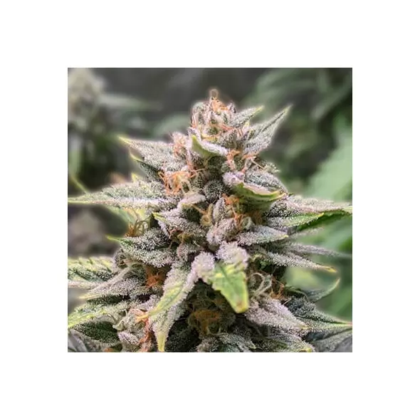 Fat Bastard - Platinum Seeds