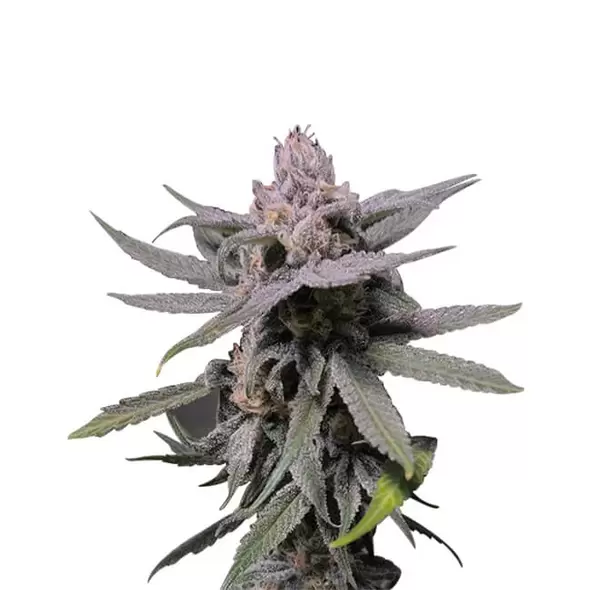 Forbidden Fruit - Platinum Seeds