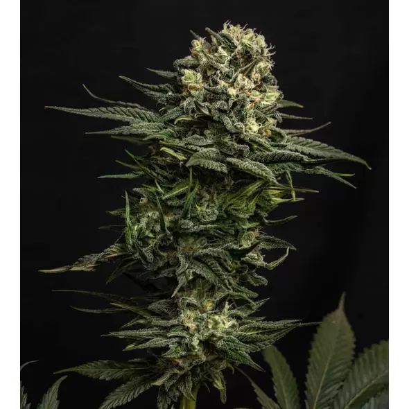 GMO - Platinum Seeds