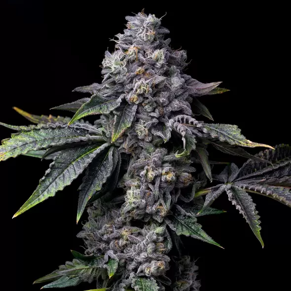 Gator Breath - Platinum Seeds