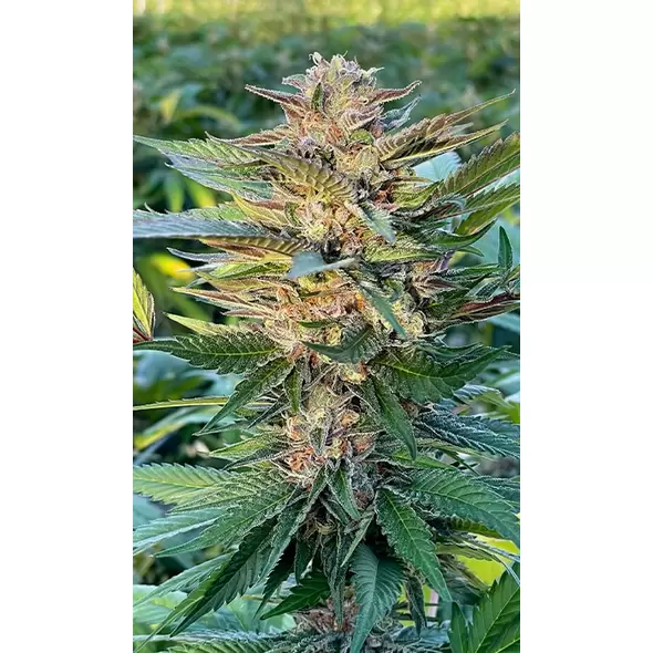 Gelato - Platinum Seeds