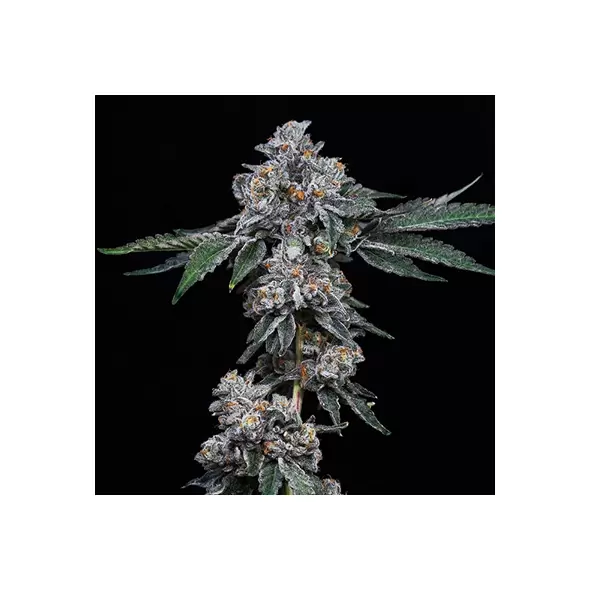 Georgia Pie - Platinum Seeds