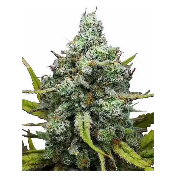 London Pound Cake - Platinum Seeds