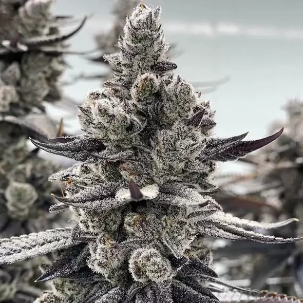 Moonshine Cookies - Platinum Seeds