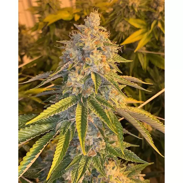 Motor Breath - Platinum Seeds
