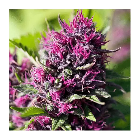Rainbow Kush - Platinum Seeds