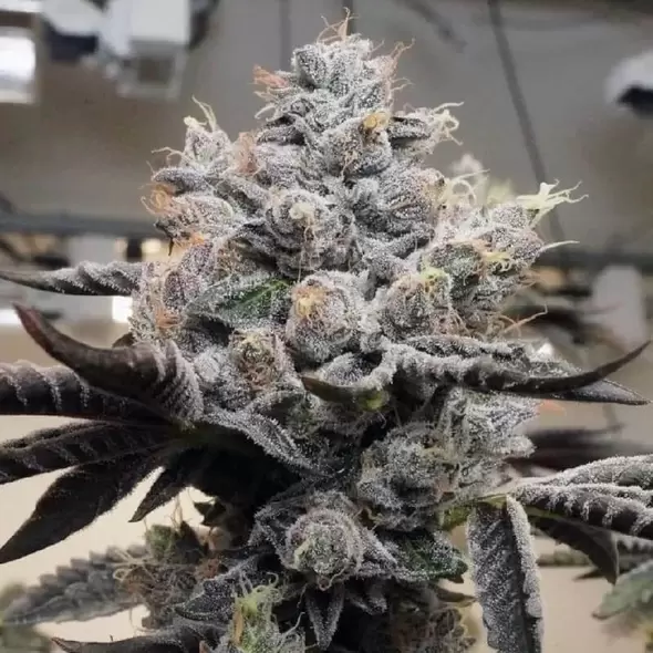 Triangle Kush - Platinum Seeds