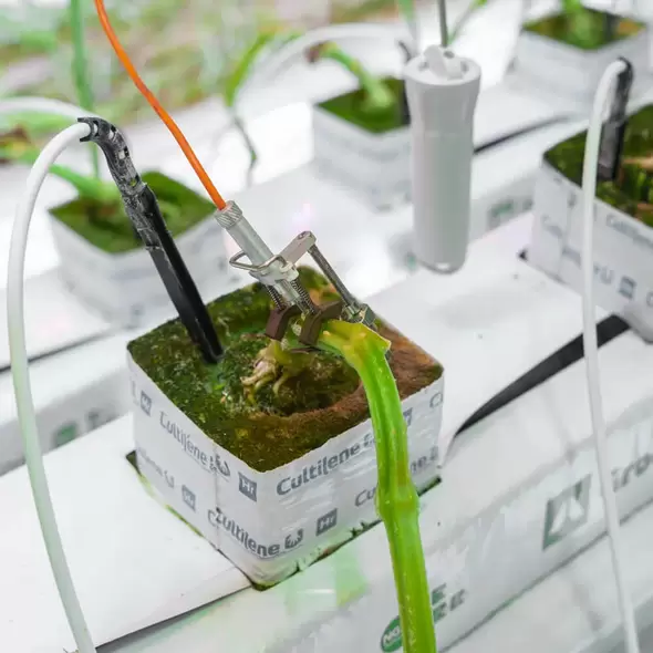 G3 Stem Diameter Sensor - Grownetics