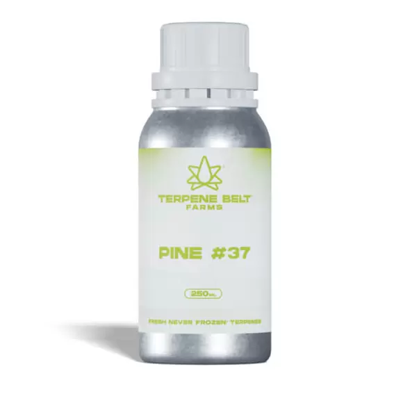 Pine - 37