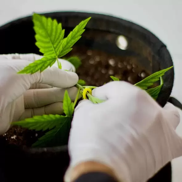 BudPots® - Reinforced LST Fabric Pots
