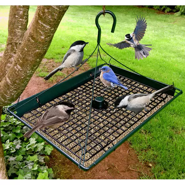 2-in-1 Platform Bird Feeder