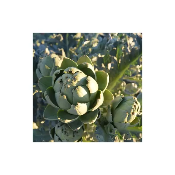 Artichoke, Green Globe - 1/2oz