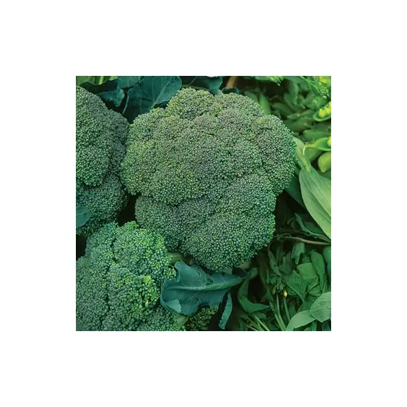 Broccoli, Waltham - 1/2oz