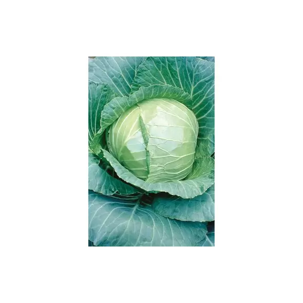 CABBAGE, EARY FLT DUTCH 1/2 OZ EACH