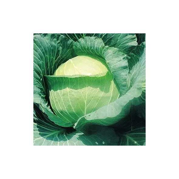CABBAGE, EARY RND DUTCH 1/2 OZ EACH