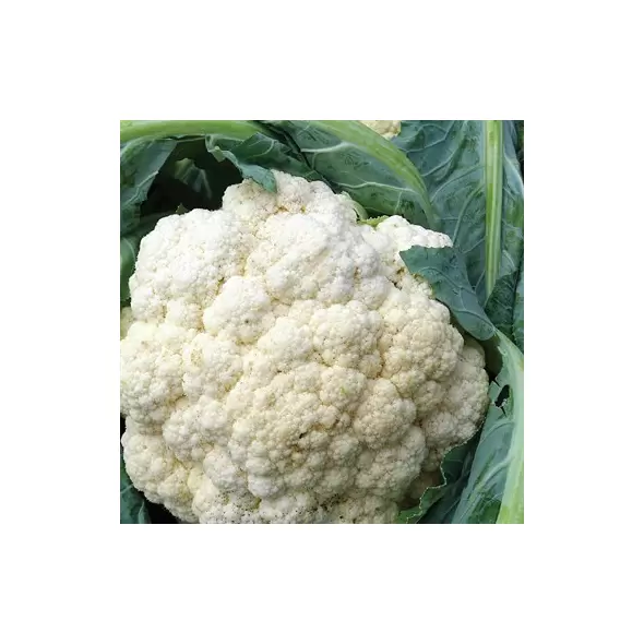 Cauliflower, Snowball Imp - 1/2oz