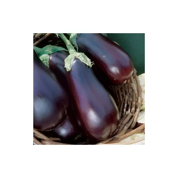 Eggplant, Black Beauty - 1lb