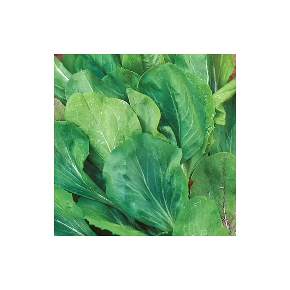 Endive, Broad Leaf Batavian - 1/2lb