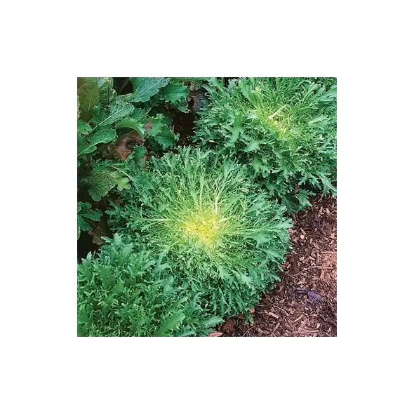 Endive, Green Curled Ruffic - 1/2lb