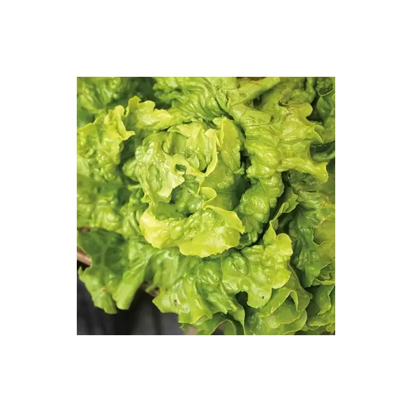 LETTUCE, GREEN ICE 1/2 OZ. EACH